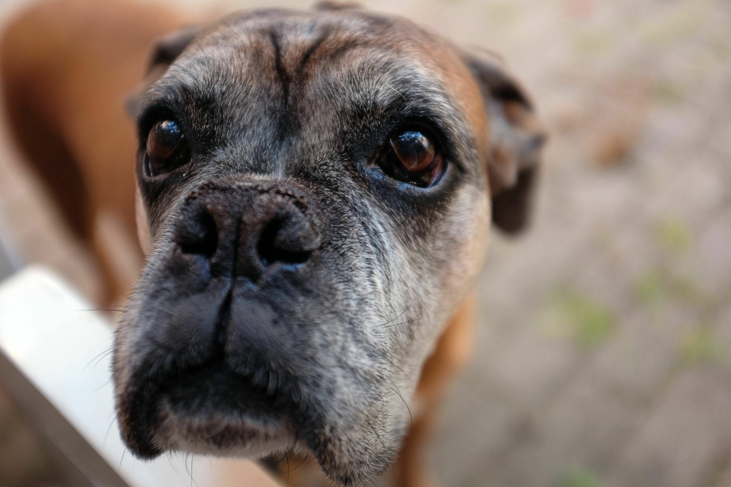 How Turmeric Can Help Your Aging Dog